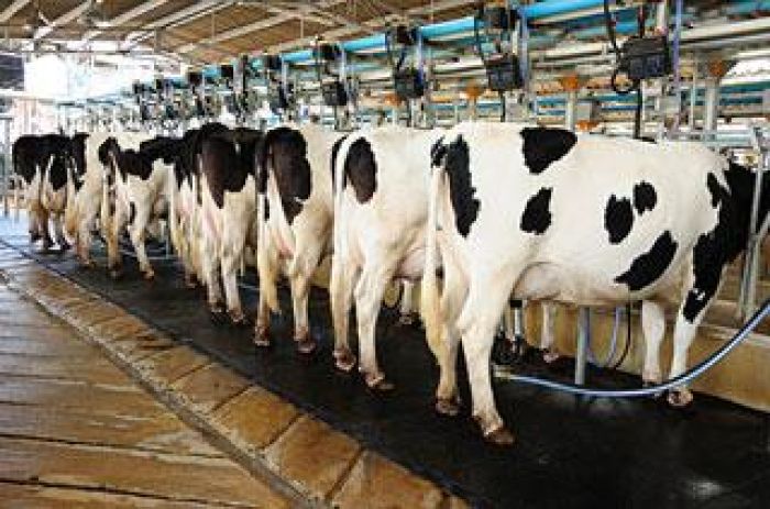 مشروع تربية المواشي وإنتاج الحليب في تركيا 2