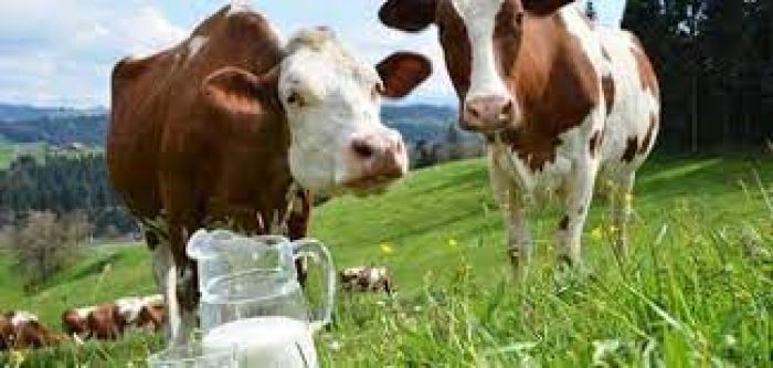مشروع تربية المواشي وإنتاج الحليب في تركيا 4