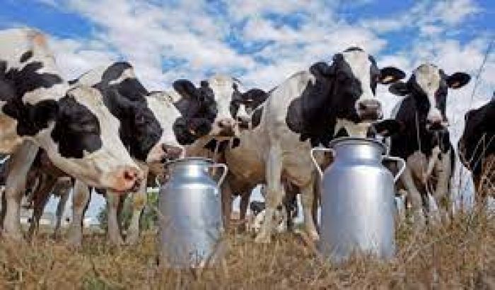 مطلوب ممول لمشروع تربية المواشي وإنتاج الحليب في تركيا 3