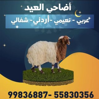 أضاحي العيد  عربي _ نعيمي _ إردني _ شفالي 1