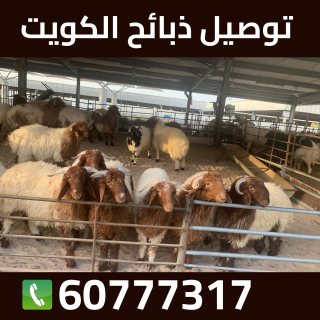 ذبائح للبيع في الكويت 60777317