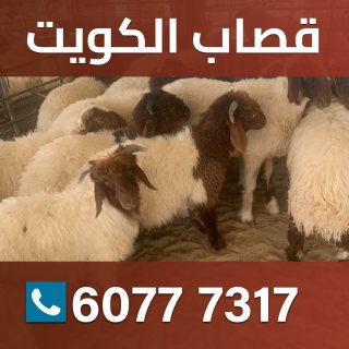 قصاب الكويت60777317