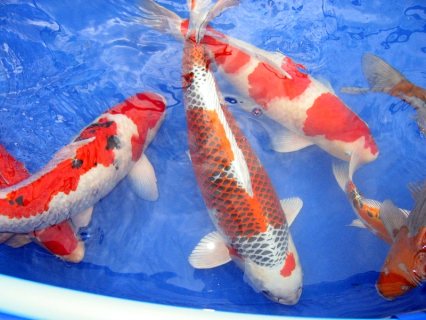أسماك كوي يابانية للبيع 1