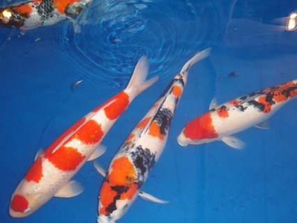 أسماك كوي يابانية للبيع 4