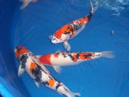 أسماك كوي يابانية للبيع 6