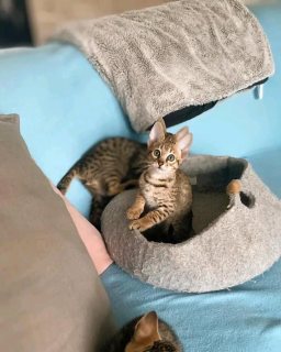 savana kittens available for new home 