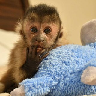 Marmoset. Monkeys ready for new home 