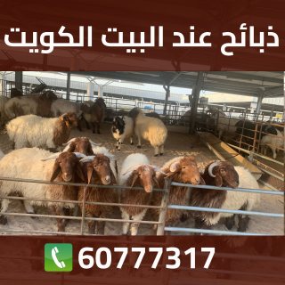 ذبائح عند البيت الكويت 60777317