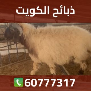 غنم الكويت بافضل سعر 60777317