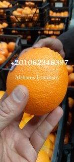 fresh orange 3