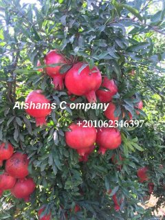 Fresh pomegranate 2