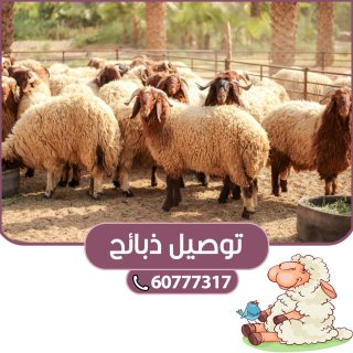 بيع وتوصيل الذبائح الي باب البيت الكويت 60777317