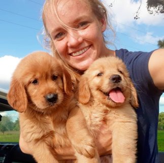 Golden Retriever Puppies Available 1