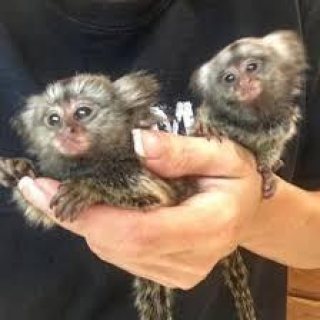 Twins Pygmy Marmosets Monkeys for sale. We have available cute and adorable 1