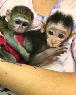   We have two lovely Capuchin monkeys for Sale.