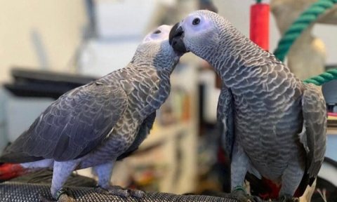  Sweet and lovely African gray for sale  1