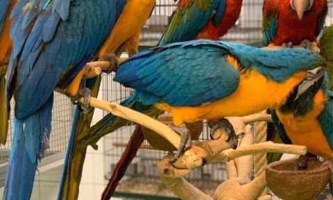 Adorable Scarlet Macaw Parrots available for sale 1