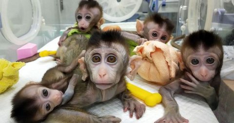 Wonderful Lovely Capuchin monkey for adoption 1