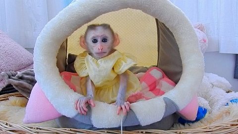 Two capuchin monkeys for adoption to good and caring families.