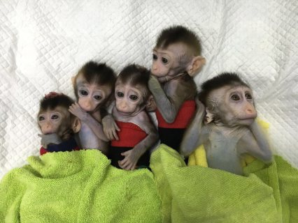 Capuchin monkeys for available sale 