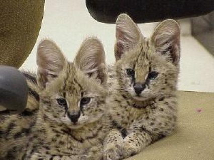 Serval Kittens for sale Please Contact us By Whatsapp :+351969586167