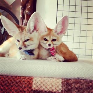 Cute fennec foxes for sale Please Contact us By Whatsapp :+351969586167