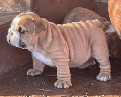 English bulldog puppies for sale