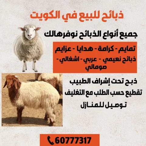 ذبائح للبيع في الكويت 60777317 