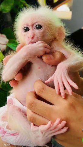 Lovely male and female Capuchin Monkeys Available