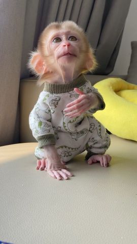 Capuchin Monkeys (Male and Female)