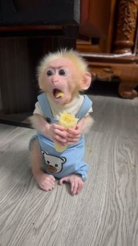 Outstanding Capuchin Monkeys