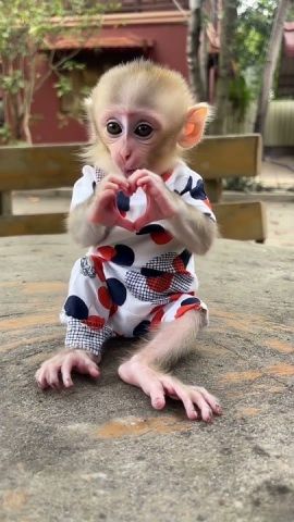 Gorgeous Capuchin Monkeys Now Available