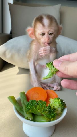 Outstanding Capuchin Monkeys for Adoption