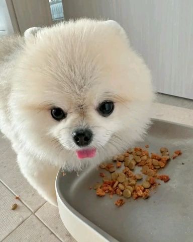 Pomeranian puppy for sale 