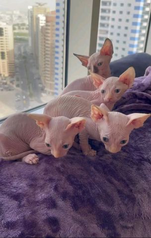 Sypnix kittens available for sale 1