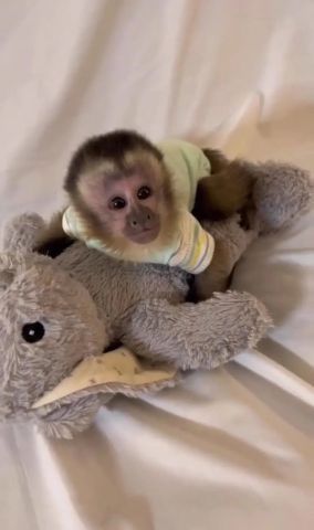 Capuchin monkey for sale 