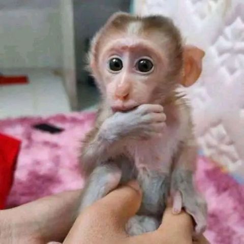 Capuchin monkey for sale 
