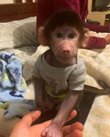 Baboon monkey for sale  1