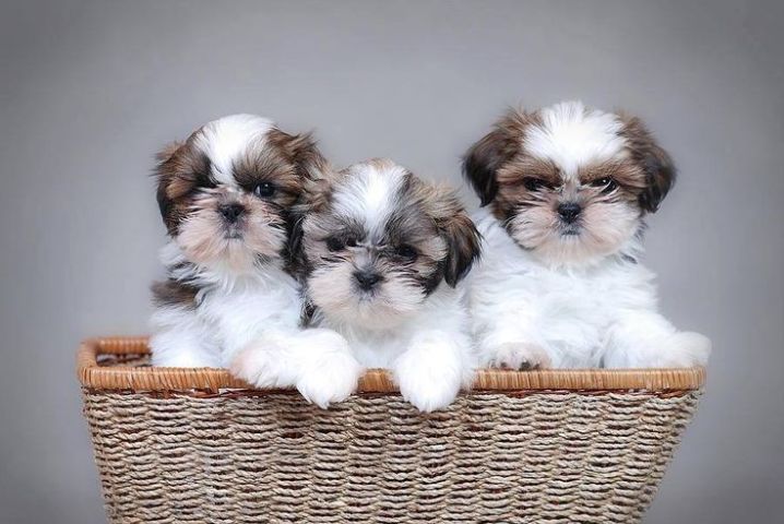 Cute Shih Tzu puppies