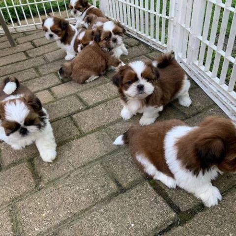 Apple-Head Shih Tzu Puppies