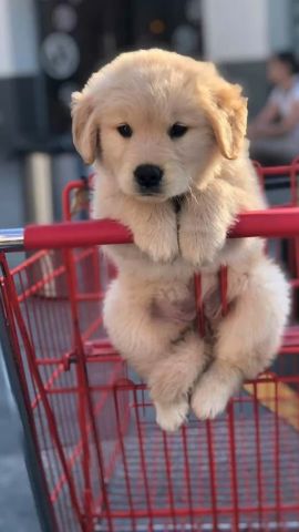 Pretty Golden Retriever Puppies