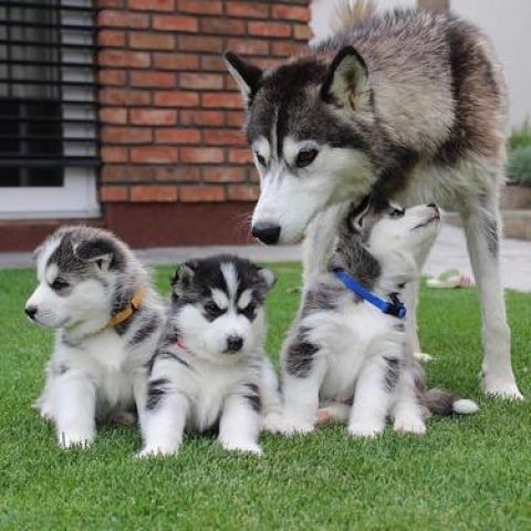 Two little Blue Eyes Siberian Husky Puppies puppies for adoption