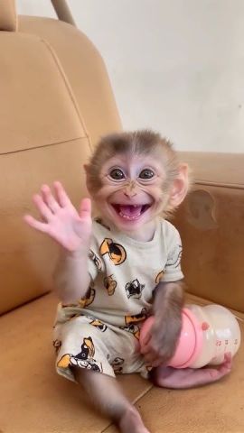 Well Trained Capuchin Monkey for Free Adoption