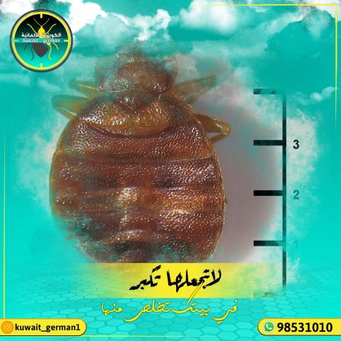 رش حشرات الكويت +96560903280