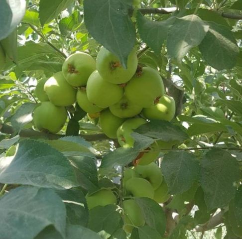 مزرعة للبيع في ايران مشهد 4