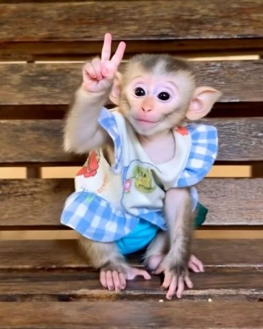3 months old monkey