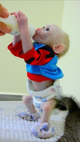 Capuchin Monkey for Adoption