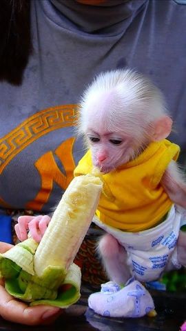 Adorable and Sweet Capuchin Monkey