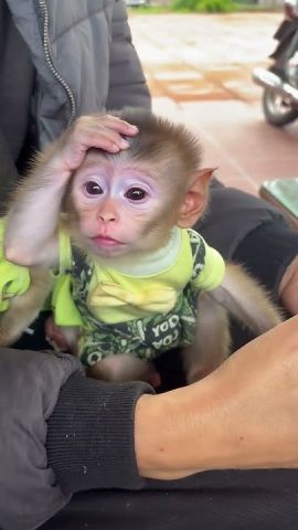 Gorgeous Capuchin Monkeys Now Available