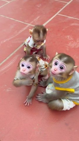 Lovely male and female Capuchin Monkeys Available